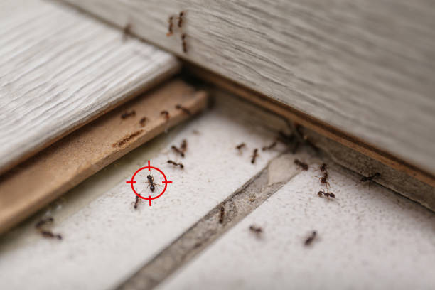 Wasp Removal Services in Paddock Lake, WI