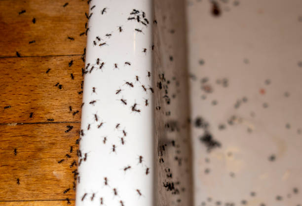 Best Pest Inspection Near Me  in Paddock Lake, WI