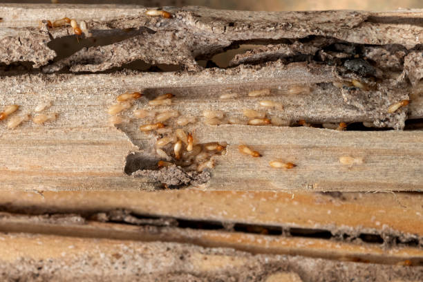 Best Affordable Pest Control Services  in Paddock Lake, WI